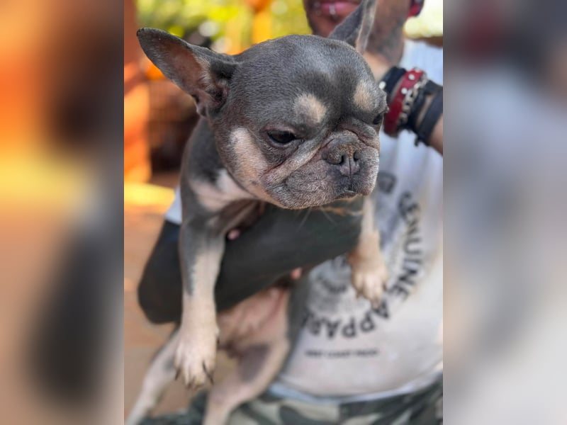 Süsü, besonderes Fanzösisches Bulldoggen Mädchen sucht besonderes Zuhause