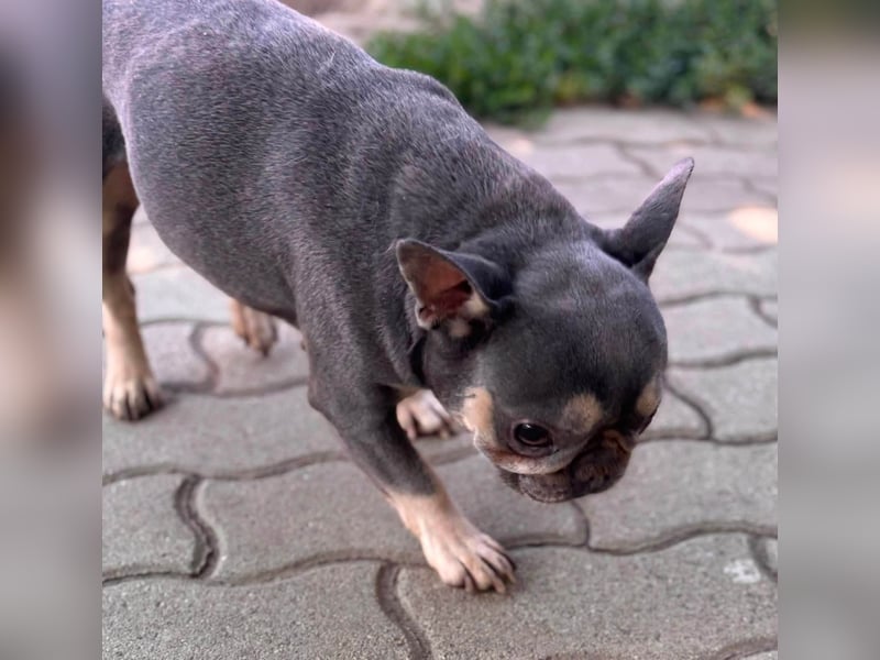 Süsü, besonderes Fanzösisches Bulldoggen Mädchen sucht besonderes Zuhause