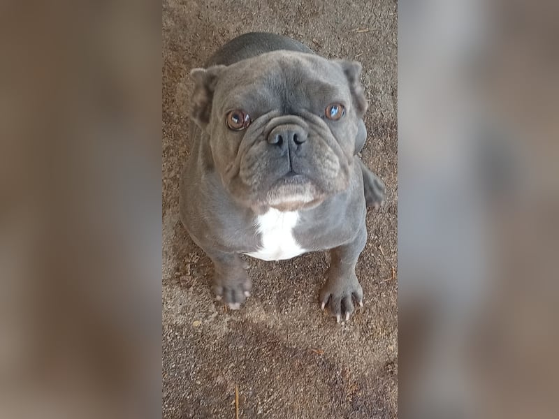 Reka, fröhliche Französische Bulldogge geb. 10 /2024