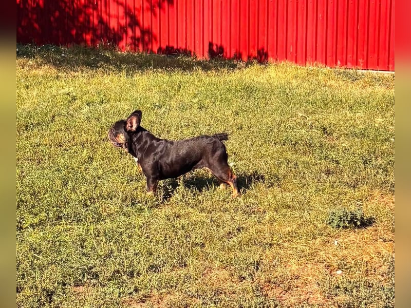 Star, fröhliche Französische Bulldogge geb. 09/2022