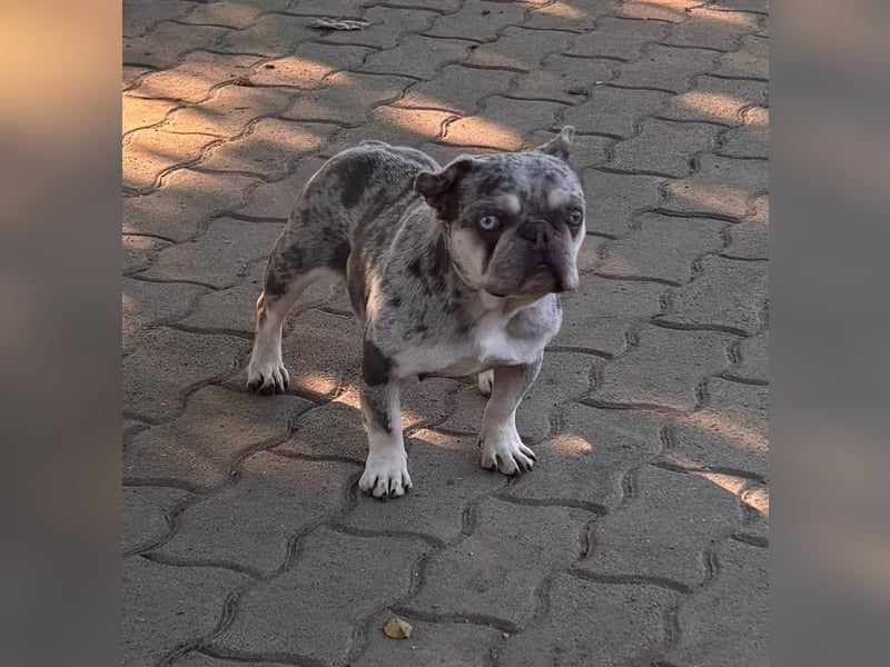 Gina, bildhübsche Französische Bulldogge geb. 01/2023