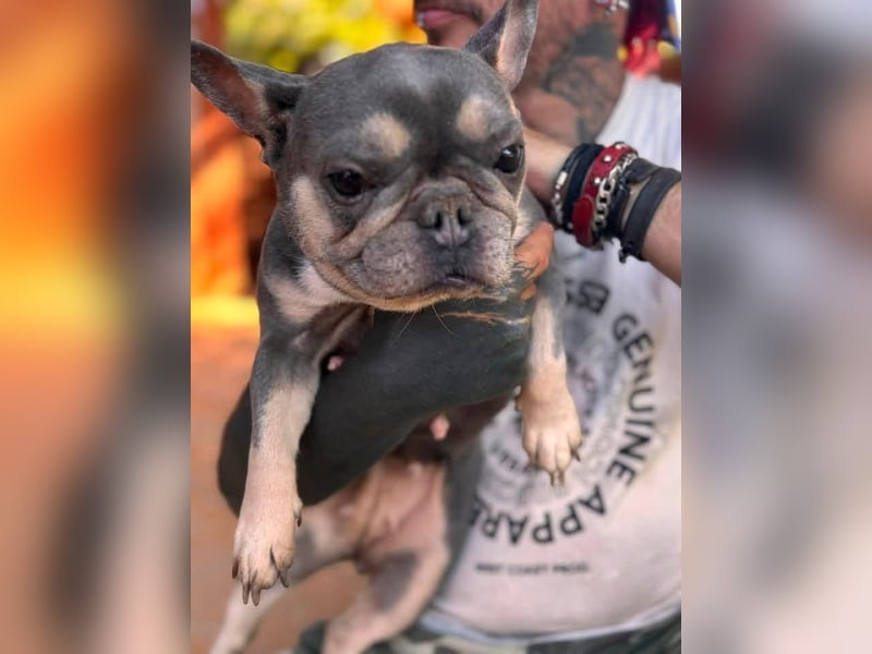 Süsü, besonderes Fanzösisches Bulldoggen Mädchen sucht besonderes Zuhause