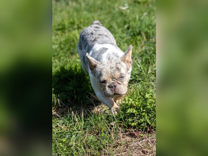 Radar, bildhübsche Französische Bulldogge geb. 03/2025