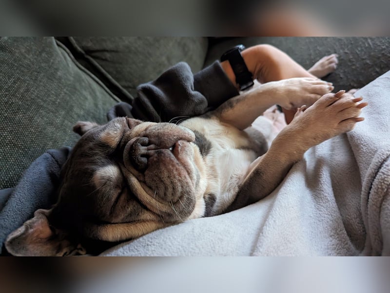 Mimi, tolle Französische Bulldogge geb. 2022