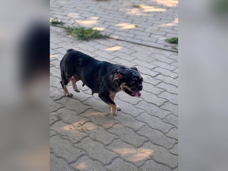 Silver, gut gelaunte Französische Bulldogge geb. 06/2021