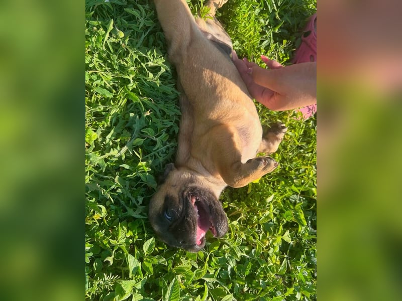 Charles, süßer Französisch Bulldoggen Welpe geb. 04/2026