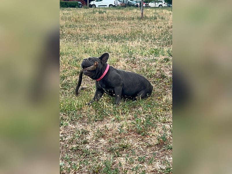 Elli, fröhliche, verspielte Französische Bulldogge geb 01/2025