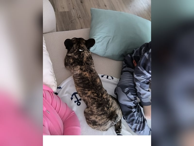Französische Bulldogge Rüde sucht liebevolles Zuhause