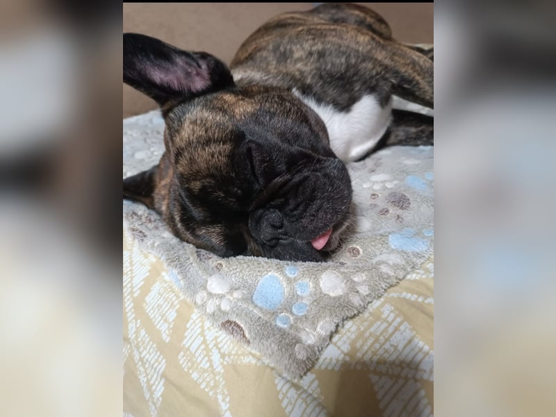 Französische Bulldogge Rüde sucht liebevolles Zuhause