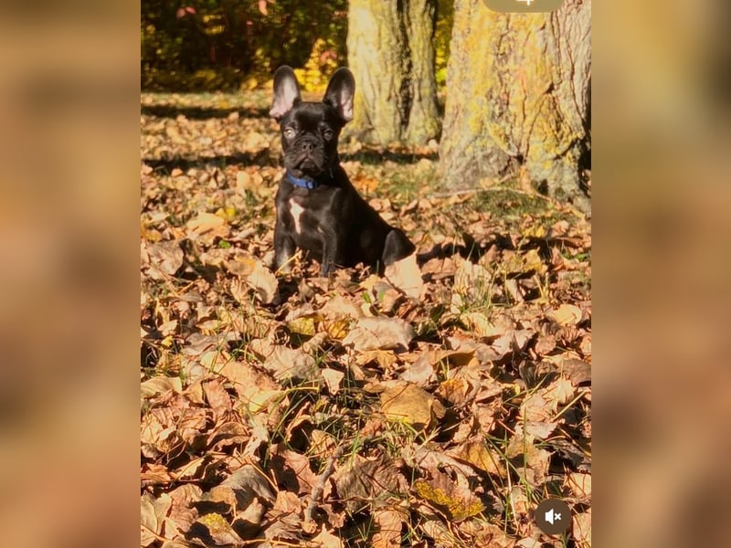 Französische Bulldogge abzugeben