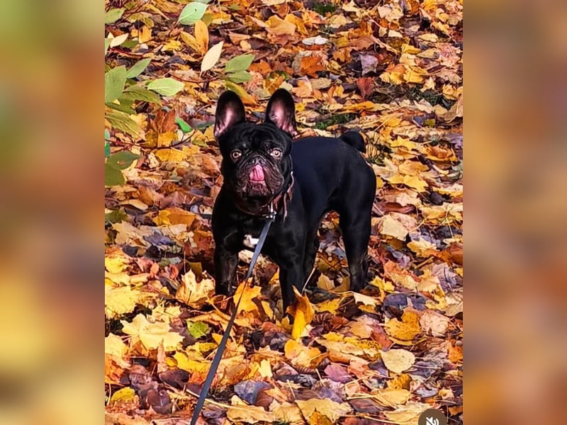 Französische Bulldogge abzugeben