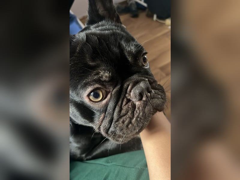 Französische Bulldogge abzugeben