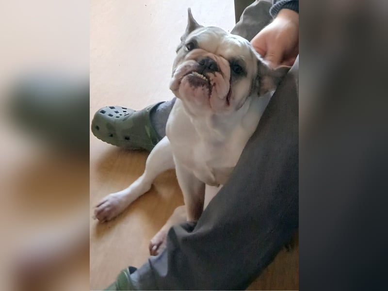 (fast) 4jährige, Französischen Bulldoggen abzugeben