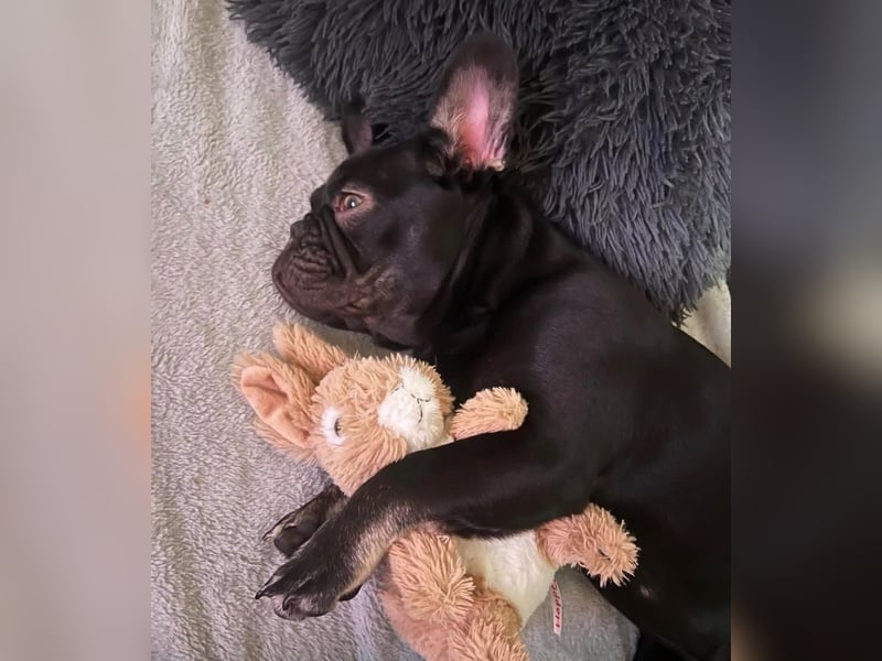 Französische Bulldogge abzugeben