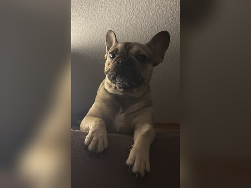 Liebevolle Französische Bulldogge