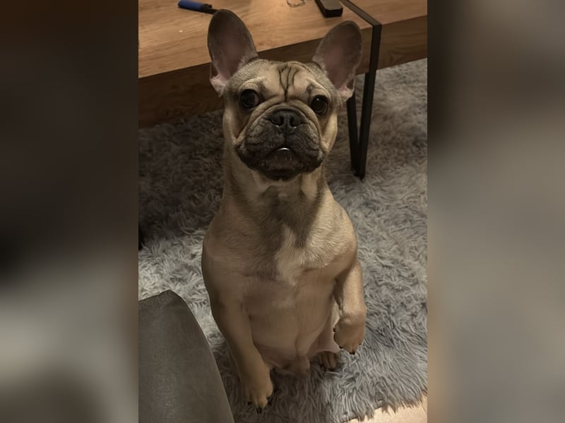 Liebevolle Französische Bulldogge