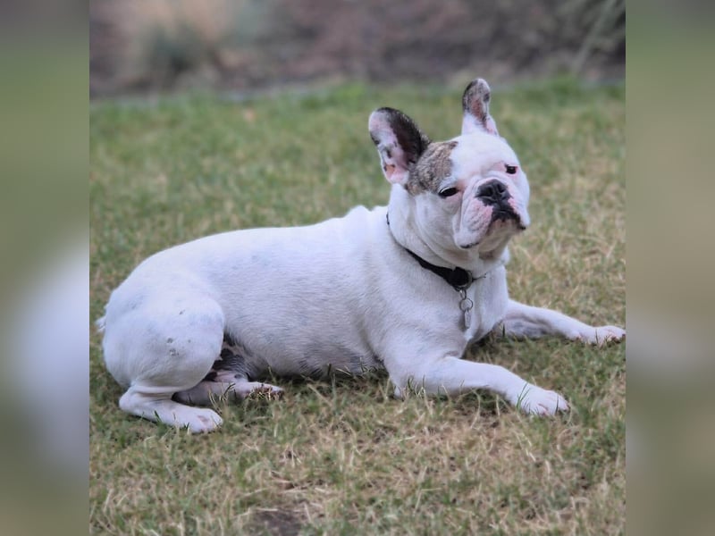 Leo - ist kontaktfreudig&verspielt