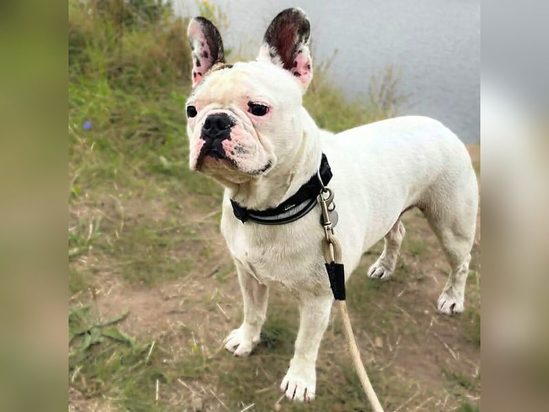 Leo - ist kontaktfreudig&verspielt