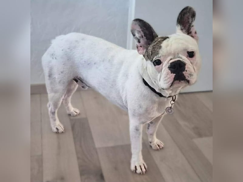 Leo - ist kontaktfreudig&verspielt