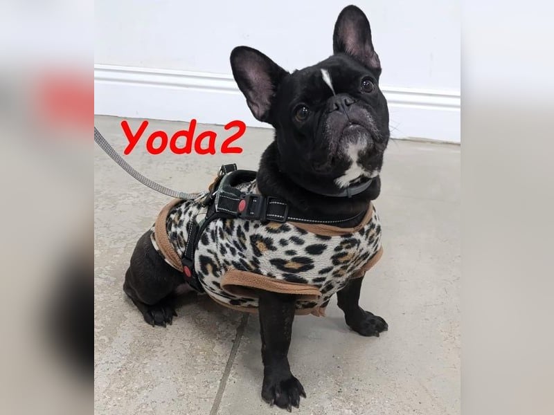 Yoda2 geb. 05/2022 (ESP) - anhängliche und verschmuste Französische Bulldogge!