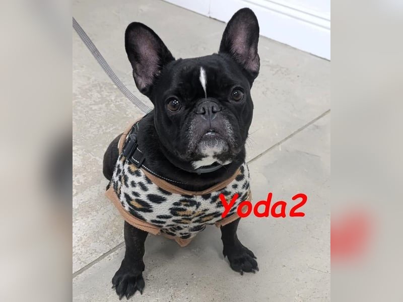 Yoda2 geb. 05/2022 (ESP) - anhängliche und verschmuste Französische Bulldogge!