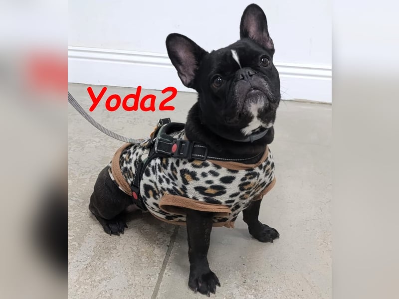 Yoda2 geb. 05/2022 (ESP) - anhängliche und verschmuste Französische Bulldogge!