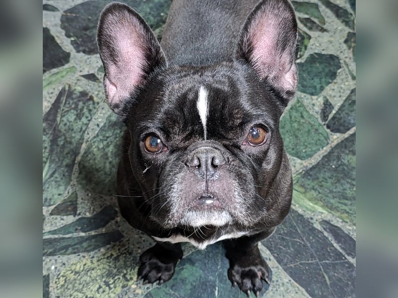 Yoda2 geb. 05/2022 (ESP) - anhängliche und verschmuste Französische Bulldogge!