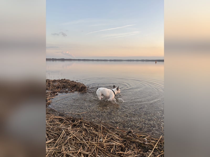 Inge sucht ein neues Zuhause