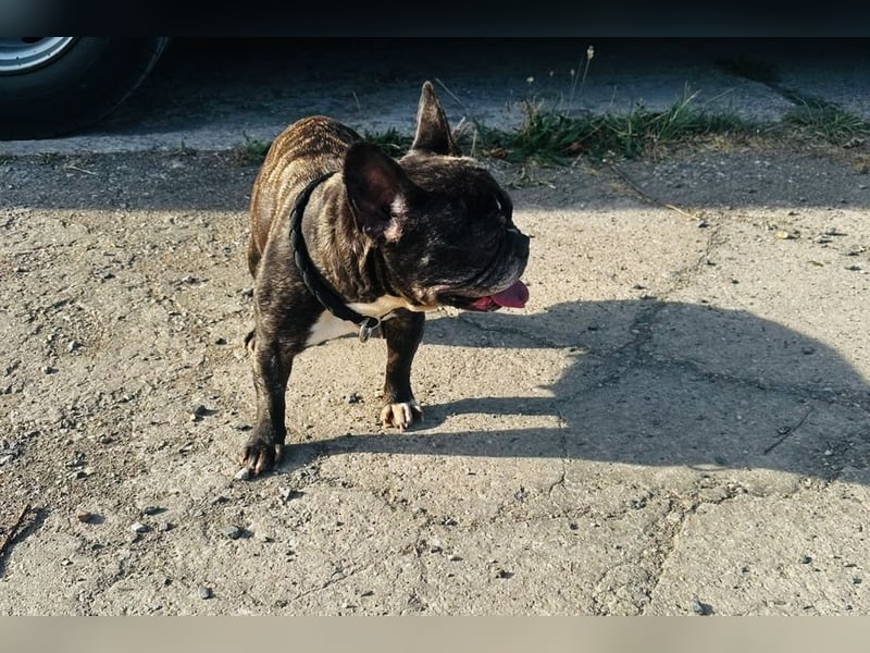 Daisy sucht neues Zuhause