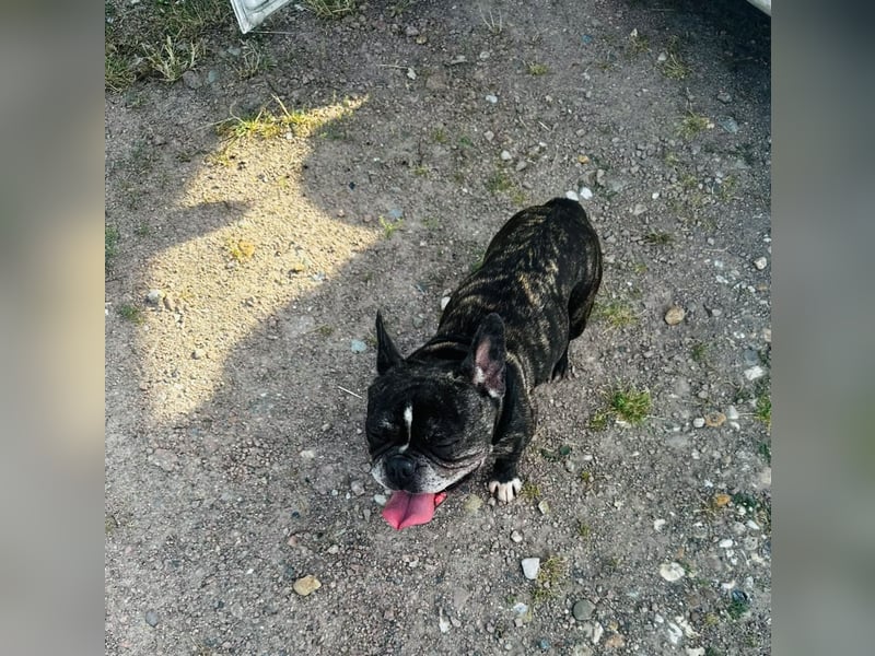 Daisy sucht neues Zuhause