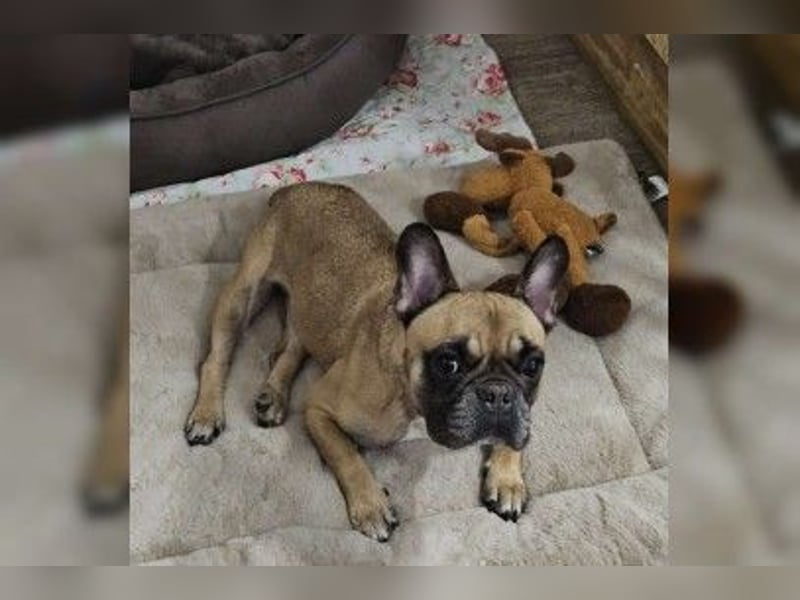 Gretel - Kleine Einzelprinzessin mit Bully-Charme