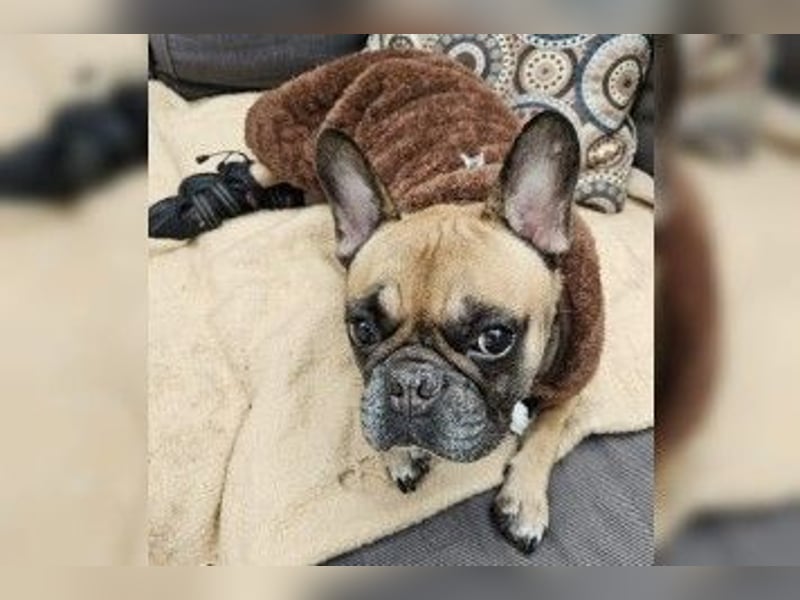 Gretel - Kleine Einzelprinzessin mit Bully-Charme