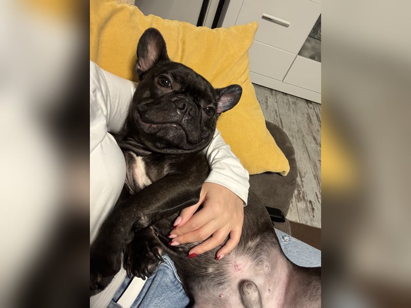 Liebevolle Französische Bulldogge (3,5 Jahre) sucht neues Zuhause