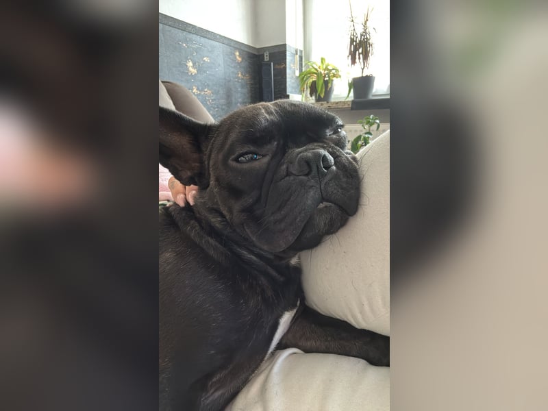 Liebevolle Französische Bulldogge (3,5 Jahre) sucht neues Zuhause