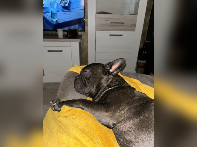 Liebevolle Französische Bulldogge (3,5 Jahre) sucht neues Zuhause