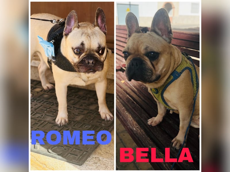 BELLA + ROMEO ! VERMITTLUNG NUR GEMEINSAM !