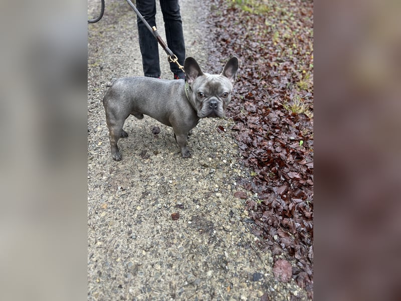 Französisch Bulldogge