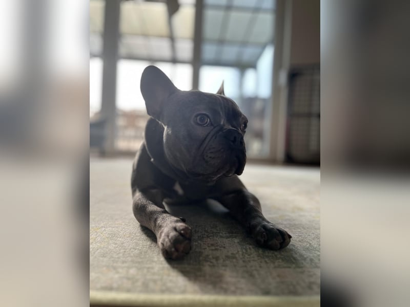 Französisch Bulldogge