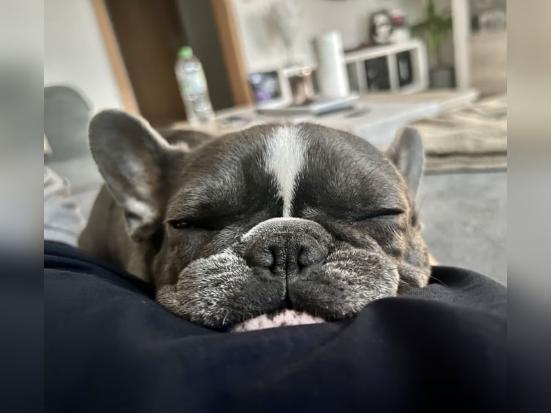 Französische Bulldogge
