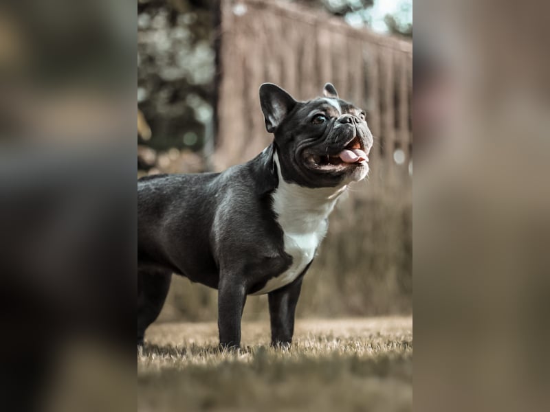 Französische Bulldogge
