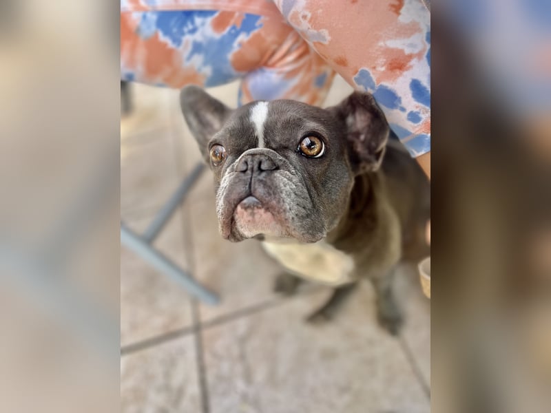 Französische Bulldogge