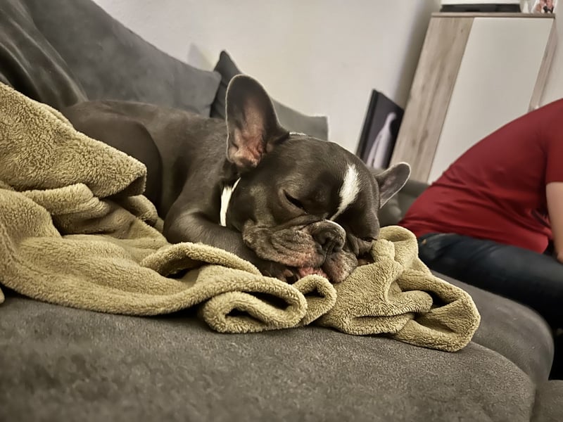 Französische Bulldogge