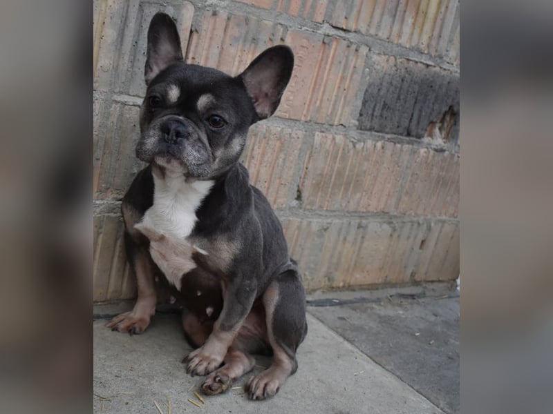 Francy und der Fluch etwas besonderes zu sein