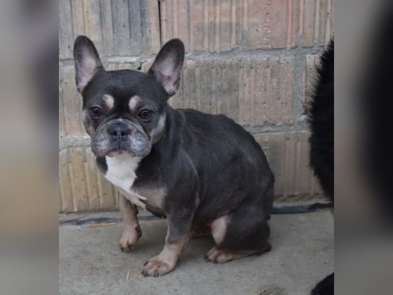 Francy und der Fluch etwas besonderes zu sein