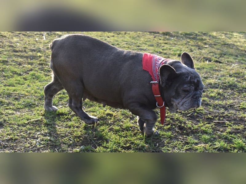 Fleur - ausgenutzt und entsorgt!