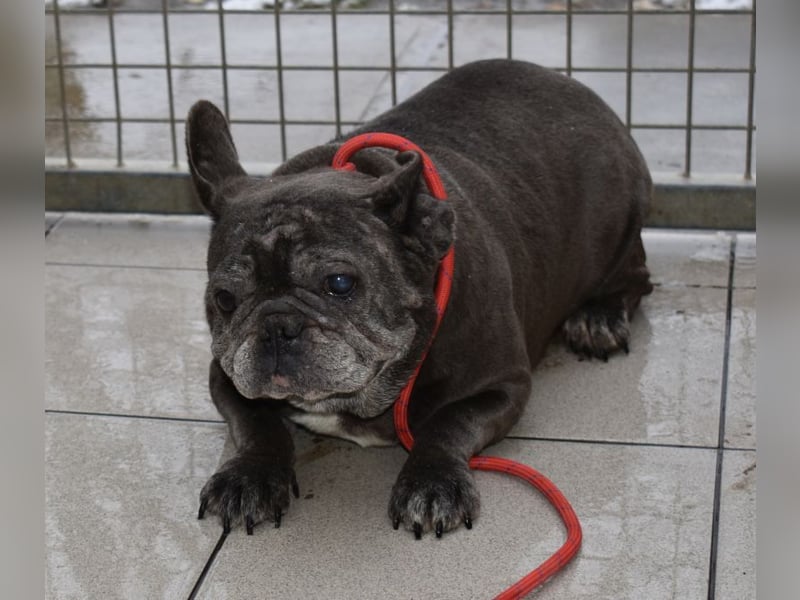 Fleur - ausgenutzt und entsorgt!