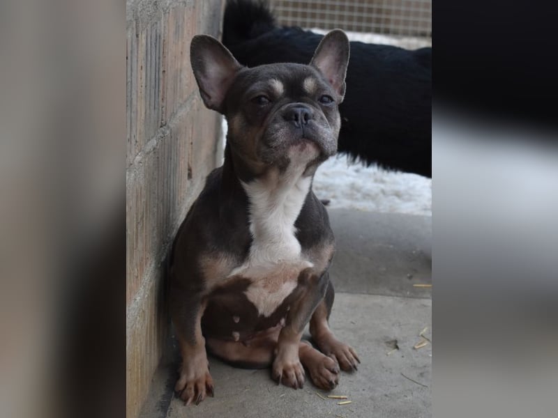 Francy und der Fluch etwas besonderes zu sein