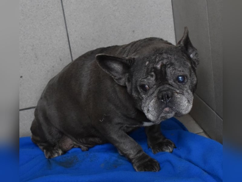 Fleur - ausgenutzt und entsorgt!