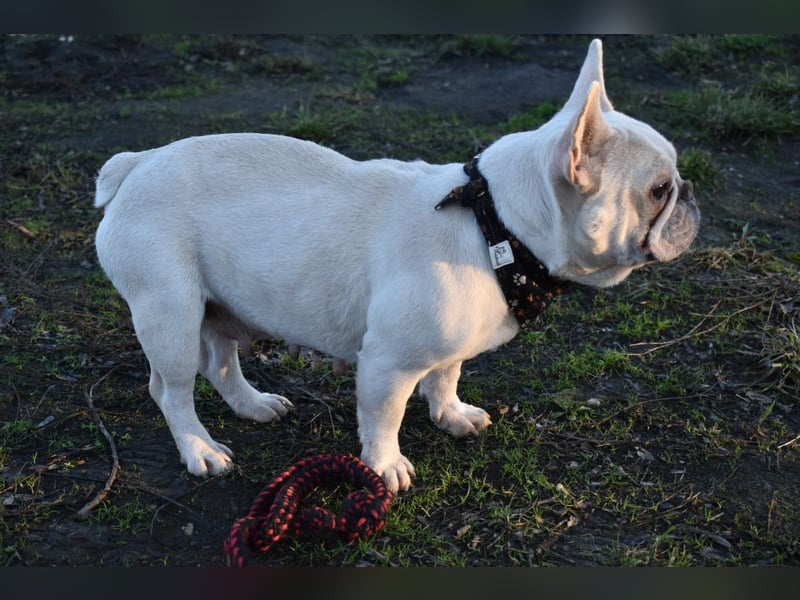 Fanni ausgenutzt und ausgemustert
