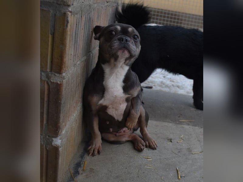 Francy und der Fluch etwas besonderes zu sein